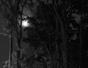 Moonlit trees
