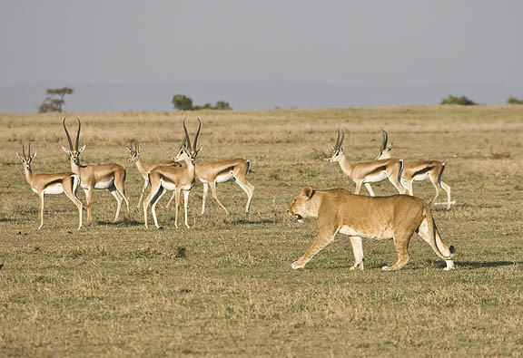 lion gazelle